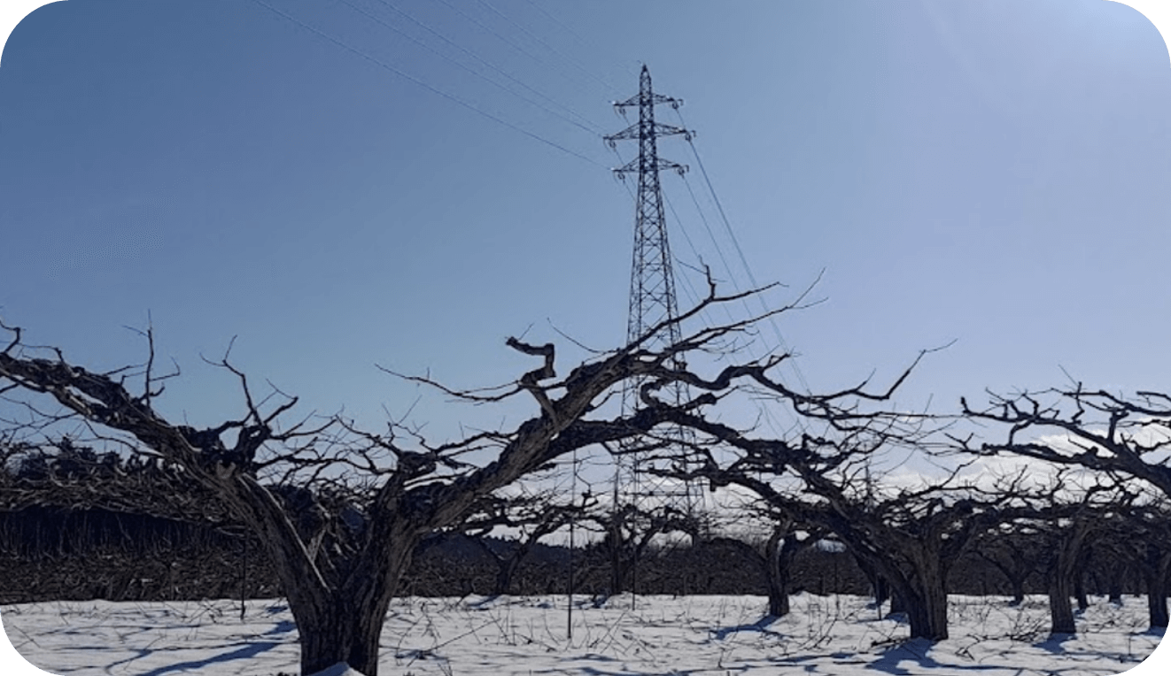 枝剪定（樹形調整）