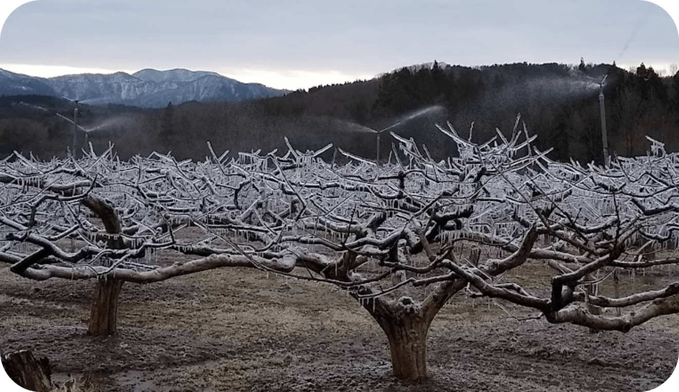 枝剪定（樹形調整）