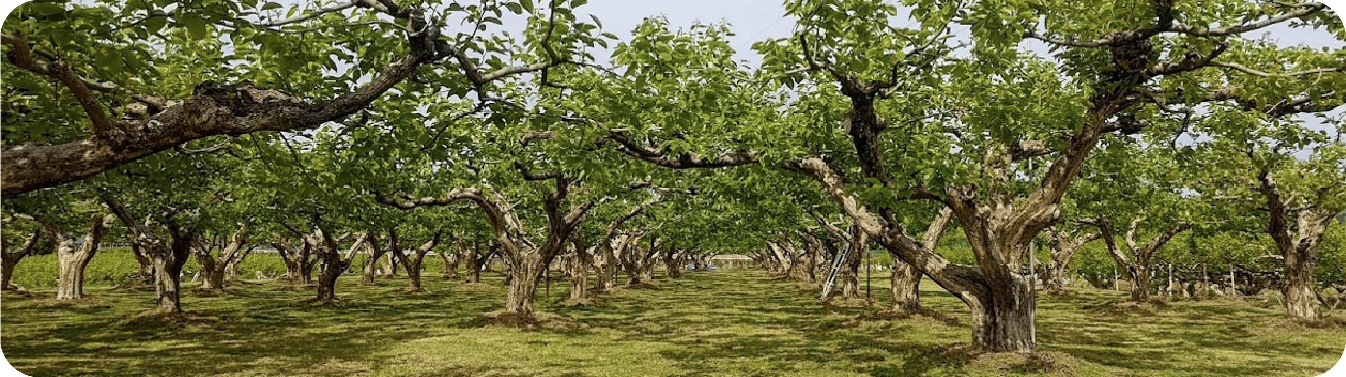 ● 園地維持管理（草刈り）