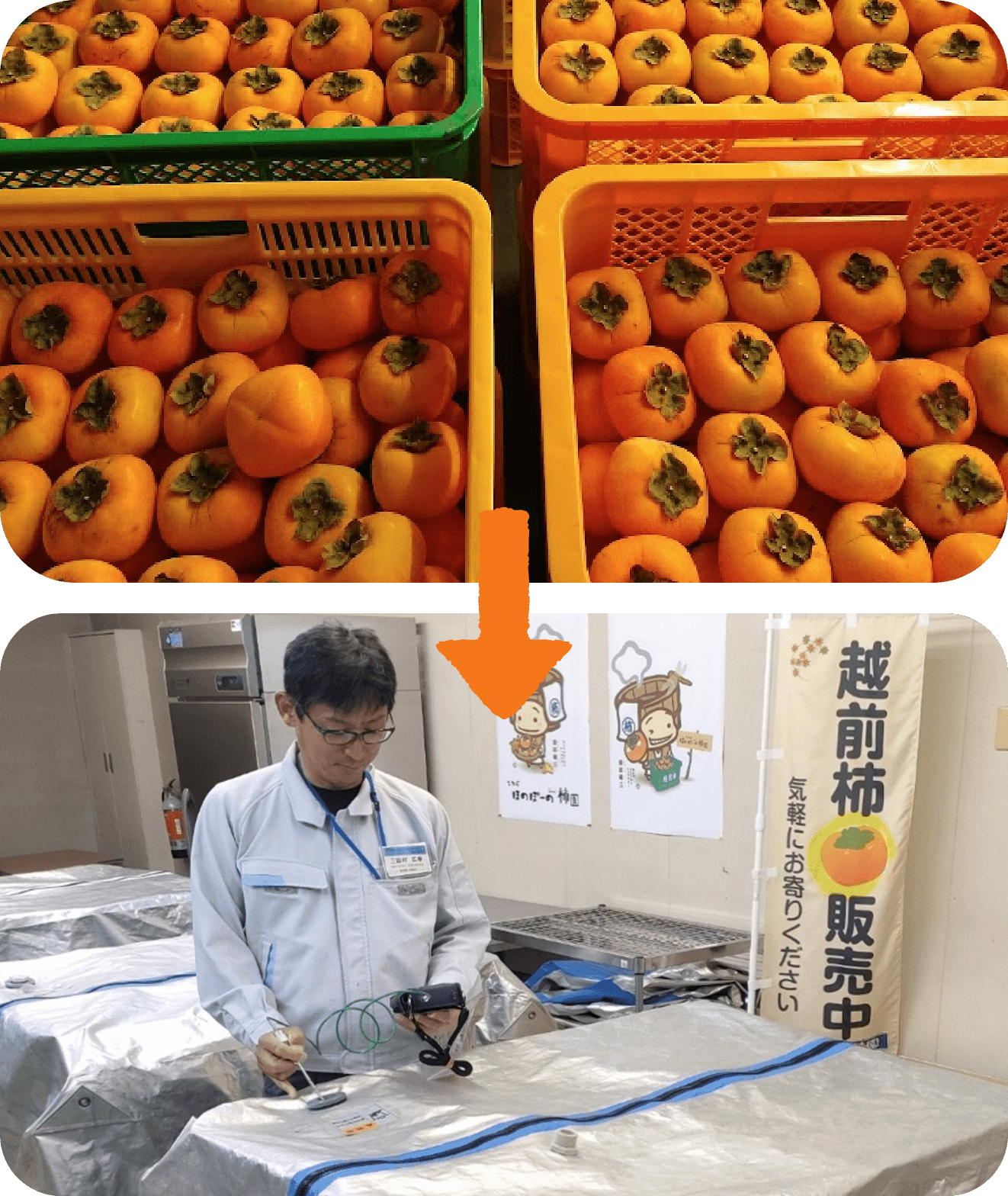 ほのぼーの柿園による「越前柿」の強みは、