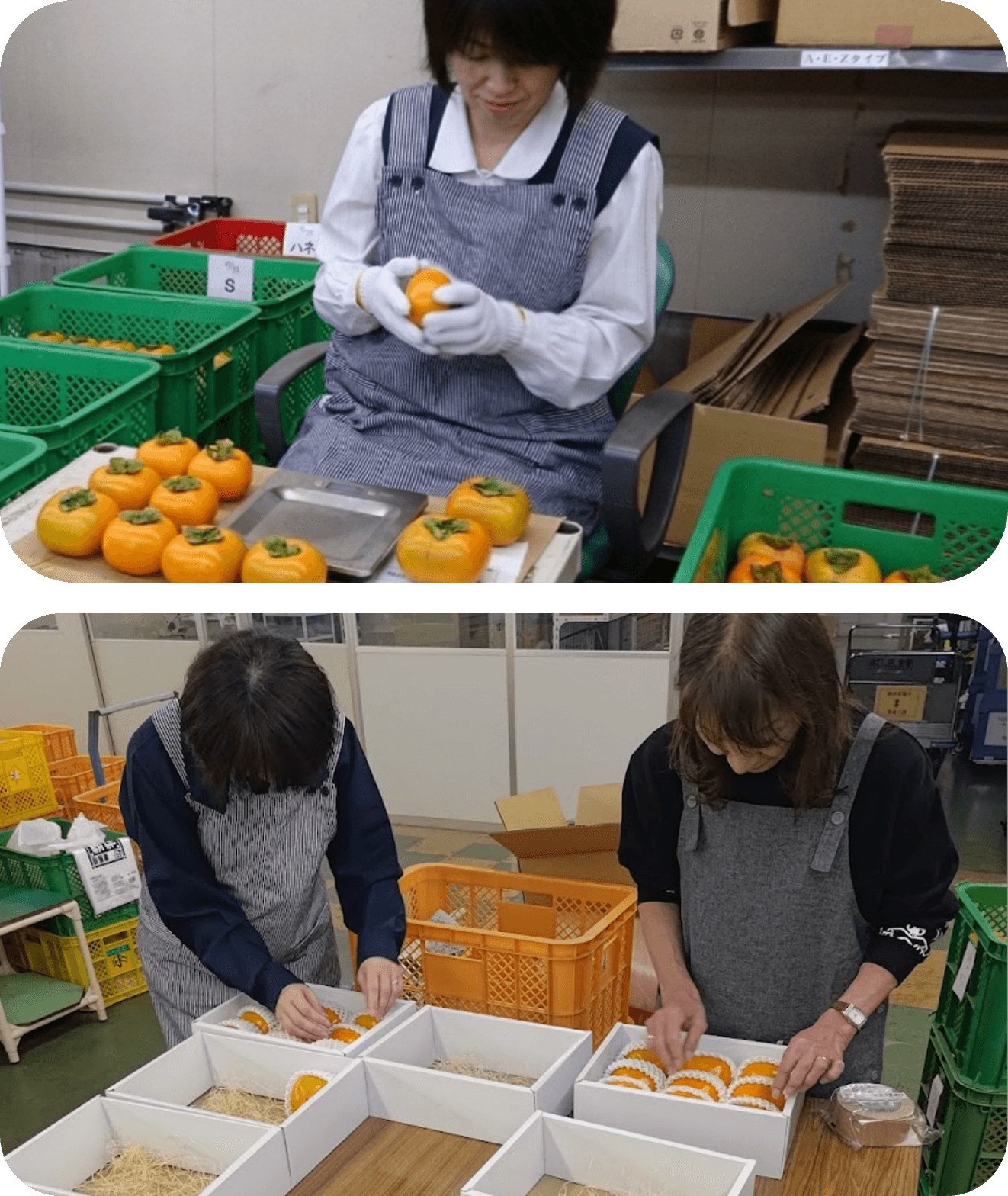 ほのぼーの柿園による「越前柿」の強みは、