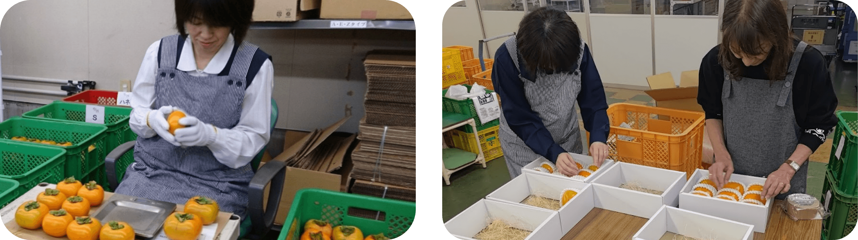 ほのぼーの柿園による「越前柿」の強みは、