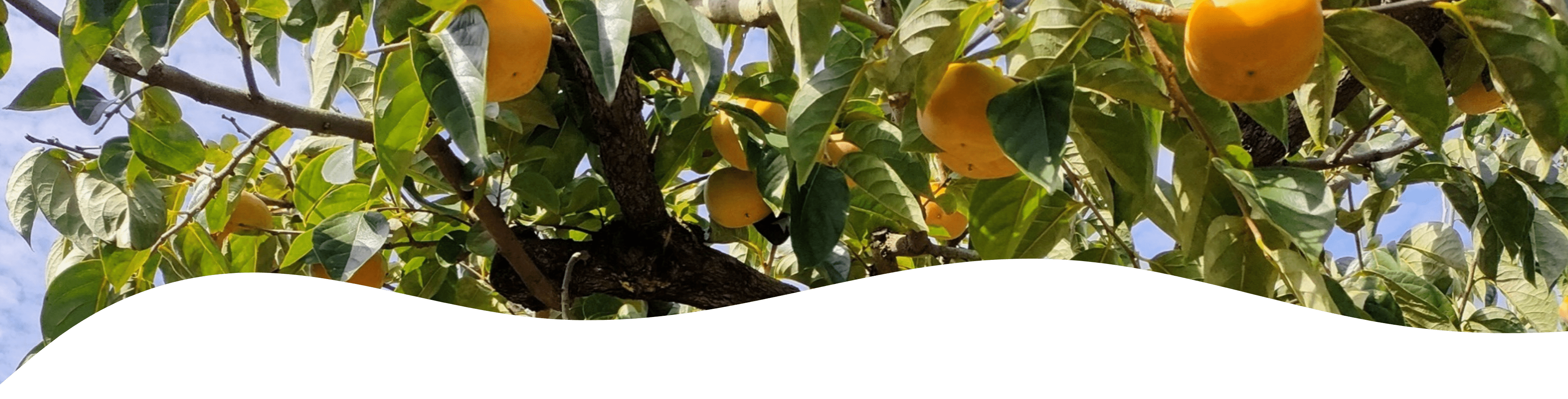 共栄電子の柿事業